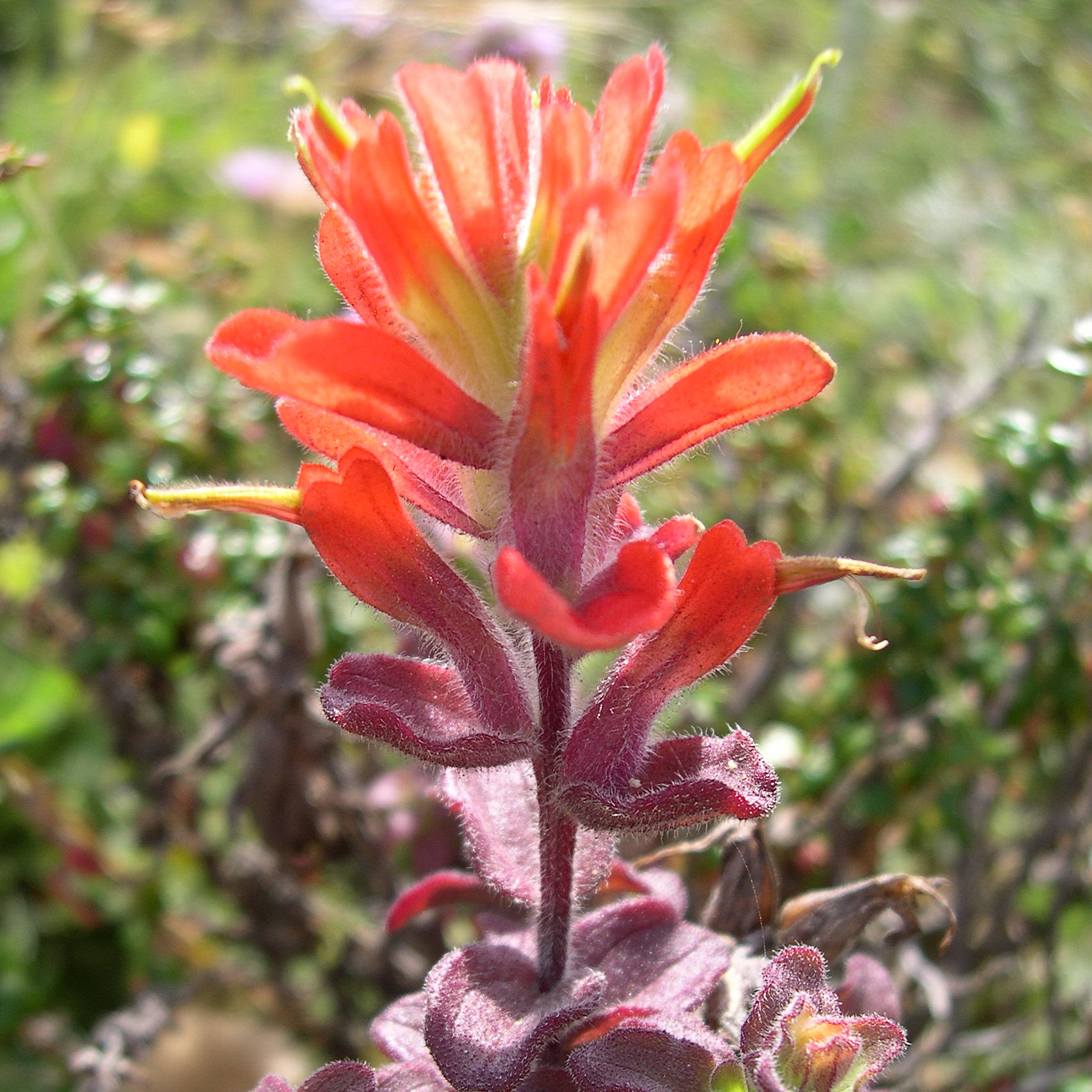 40 Most Common Wildflowers at the Reserve Point Lobos Foundation